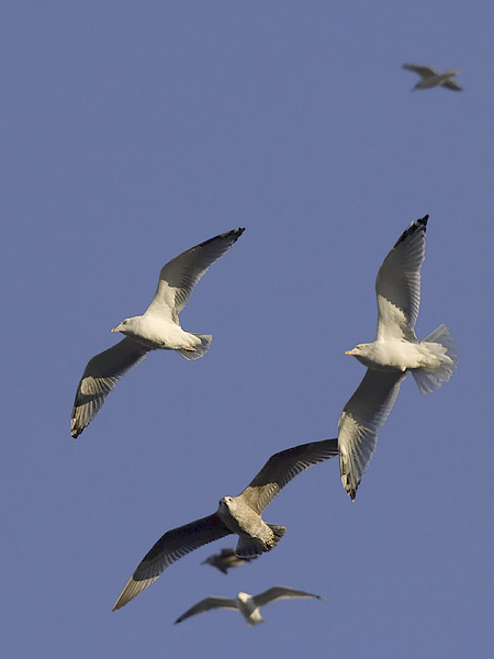 Harmaalokki, European Herring Gull, Larus argentatus